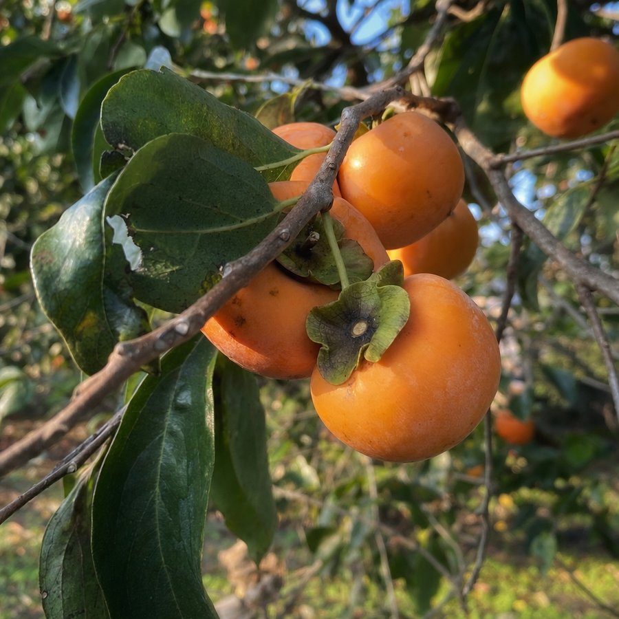 Ripe persimmons on the branch